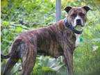 Adopt Lucinda a Brown/Chocolate Mixed Breed (Medium) dog in Johnstown