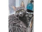 Adopt Smokey Bea a Gray or Blue Nebelung (medium coat) cat in Brooklyn