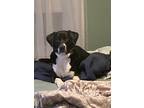 Adopt Buddy a Black - with White Labrador Retriever / Border Collie / Mixed dog