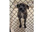 Adopt Kendra a Brindle American Staffordshire Terrier / Mixed Breed (Medium) /