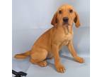 Adopt Nokia a Brindle Golden Retriever / Mixed Breed (Medium) / Mixed (short