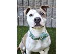 Adopt Kardi a Brindle - with White Pit Bull Terrier / Mixed dog in Dublin