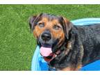 Adopt Jake a Black Mixed Breed (Small) / Mixed Breed (Medium) / Mixed (short