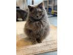 Adopt Elsa a Persian / Mixed (long coat) cat in Barron, WI (41452723)