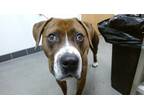 Adopt Cocoapuff a Brown/Chocolate Mixed Breed (Small) / Mixed Breed (Medium) /