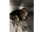 Adopt Coco* a Black Golden Retriever / Mixed Breed (Medium) / Mixed (short coat)