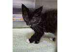 Adopt Bronx a All Black Domestic Shorthair / Mixed Breed (Medium) / Mixed (short