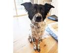 Adopt Iroo a White - with Black Collie / Mixed dog in Castro Valley