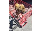 Adopt Patience a Brindle Shepherd (Unknown Type) / Terrier (Unknown Type