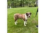 Adopt Eclipse a Black - with White Collie / Cattle Dog / Mixed dog in Randolph