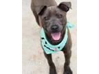 Adopt Vicky a American Pit Bull Terrier / Mixed dog in Gautier, MS (41299096)
