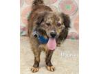 Adopt Moony a Collie / Mixed dog in Gautier, MS (41414881)