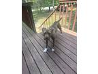 Adopt Peppa a Brown/Chocolate - with White American Pit Bull Terrier / Spaniel