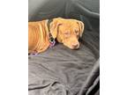 Adopt Booger a Dogue de Bordeaux / Mixed dog in Crete, IL (41084935)
