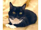 Adopt OREO a All Black Domestic Shorthair / Mixed Breed (Medium) / Mixed (short