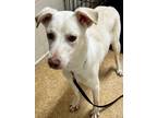 Adopt Hades a White Great Pyrenees / Mixed Breed (Medium) / Mixed (short coat)