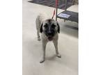 Adopt Flops DIRL 5/16/24 a Brindle Anatolian Shepherd / Mixed Breed (Medium) /
