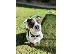 Adopt CANNON a White - with Black Pointer / Boxer / Mixed dog in Chandler