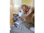 Adopt Dexter a Red/Golden/Orange/Chestnut - with Black Great Pyrenees / Bernese