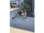 Adopt Brother a White - with Red, Golden, Orange or Chestnut Husky / Mixed Breed