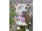 Adopt Zeus a Staffordshire Bull Terrier, Mixed Breed