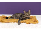 Adopt Cashew a Brown Tabby Domestic Shorthair / Mixed Breed (Medium) / Mixed