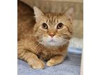 Adopt Gary a Orange or Red Domestic Mediumhair / Mixed Breed (Medium) / Mixed