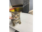 Adopt Tomato a Brown Tabby Domestic Longhair / Mixed Breed (Medium) / Mixed