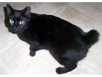 Adopt Kitters a All Black Manx / Mixed (short coat) cat in Liberty
