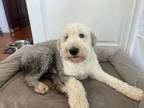 Adopt blossom a Black - with White Old English Sheepdog / Mixed dog in Newton