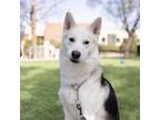 Adopt Riley a Tan/Yellow/Fawn - with Black German Shepherd Dog / Siberian Husky
