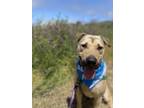 Adopt Peiton a Shar Pei / Shepherd (Unknown Type) / Mixed dog in Monterey