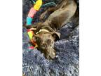 Adopt Majik a Brindle Plott Hound / Labrador Retriever / Mixed dog in Eugene