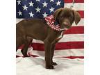 Adopt Brittany Spears a Brown/Chocolate - with White Labrador Retriever / Pit