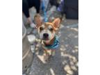 Adopt Canela a Red/Golden/Orange/Chestnut - with White Corgi / Carolina Dog /