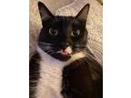 Adopt Toadstool a Black & White or Tuxedo American Shorthair / Mixed (short
