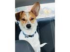 Adopt Comet a White - with Tan, Yellow or Fawn Jack Russell Terrier / Mixed dog