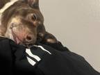 Adopt Oliver a Brown/Chocolate - with White Australian Kelpie / Mixed dog in