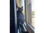 Adopt Moss a All Black American Shorthair / Mixed (short coat) cat in Portland