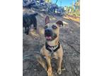 Adopt Jemma a Tan/Yellow/Fawn - with Black American Pit Bull Terrier / Mutt /