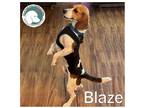 Adopt Blaze a Tricolor (Tan/Brown & Black & White) Beagle / Mixed dog in Novi