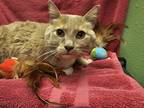 Adopt Henry a Gray or Blue (Mostly) Domestic Shorthair / Mixed Breed (Medium) /