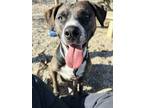 Adopt Honey Bee a Black American Pit Bull Terrier / Mixed Breed (Medium) / Mixed