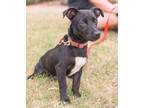 Adopt Czech a Dachshund / Rat Terrier / Mixed dog in San Diego, CA (41321698)