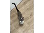 Adopt Lavender a Gray, Blue or Silver Tabby Siamese / Mixed (short coat) cat in