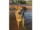 Adopt Axel a Brown/Chocolate Catahoula Leopard Dog dog in Alma, WI (41451035)