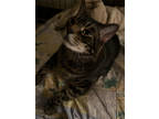 Adopt Vasily a Brown Tabby Domestic Shorthair / Mixed Breed (Medium) / Mixed
