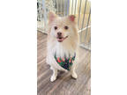 Adopt Simba a White Pomeranian / Mixed Breed (Medium) / Mixed (short coat) dog