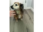 Adopt Bane a Red/Golden/Orange/Chestnut Dachshund / Mixed dog in Rialto