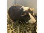 Adopt Kronos a White Guinea Pig / Guinea Pig / Mixed (short coat) small animal